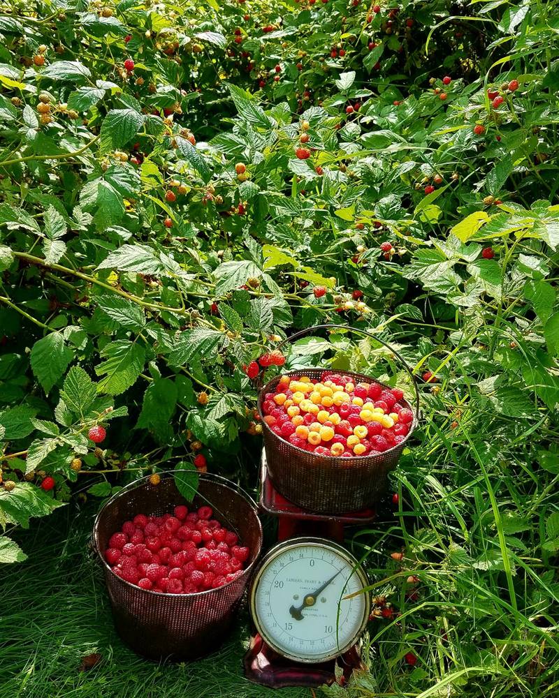 Raspberries and yellow raspberries from the Goldman Berman Farms property, Becket, Massachusetts.